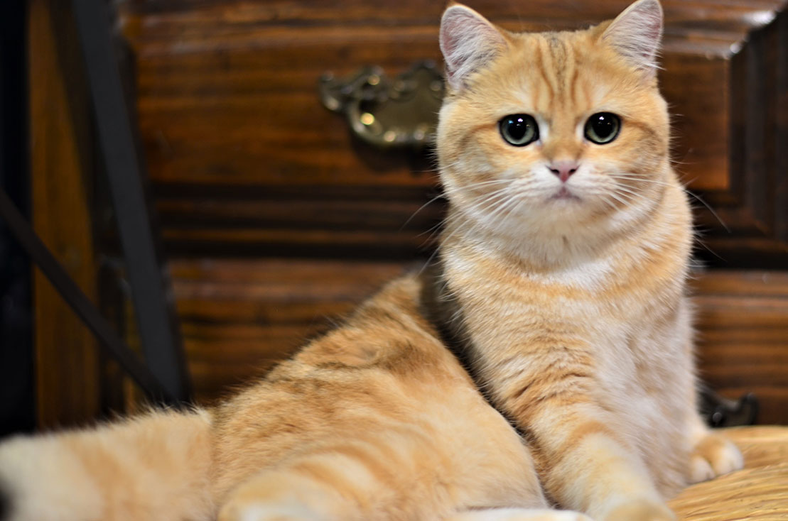 Plush Aristocrat: the character of British Cats